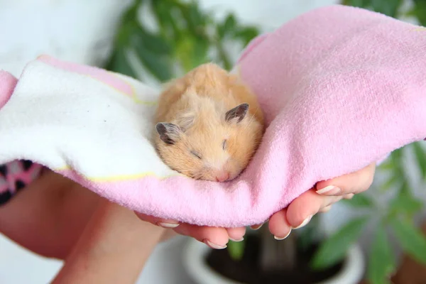 Grappige Hamster Met Grote Wangen Slaapt Een Roze Handdoek Een — Stockfoto