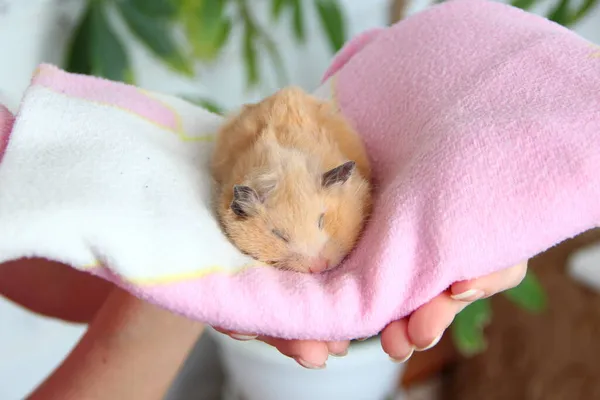 Lustiger Hamster Mit Großen Wangen Schläft Einem Rosa Handtuch Einer — Stockfoto