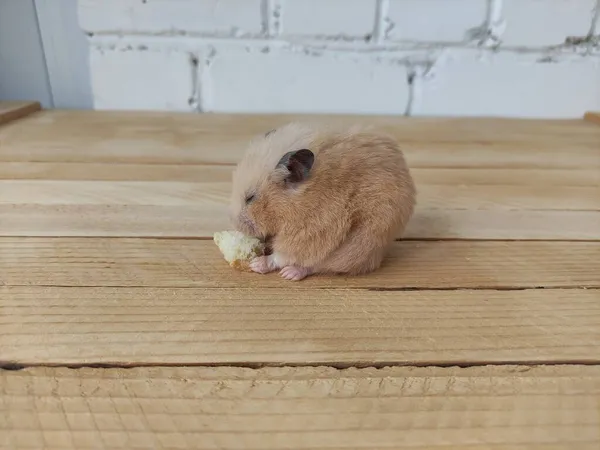 Hamster Sírio Comer Pão Com Olhos Fechados Fundo Madeira — Fotografia de Stock