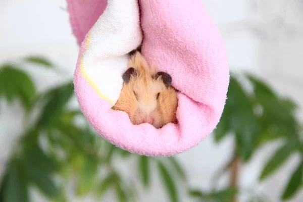 Pembe Havluyla Büyük Yanaklı Komik Hamster — Stok fotoğraf