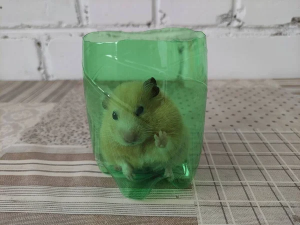 Suriyeli Hamster Kesilmiş Plastik Bir Şişenin Içinde Oturur — Stok fotoğraf