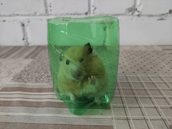 Syrische Hamster Zit Een Afgesneden Plastic Fles — Stockfoto