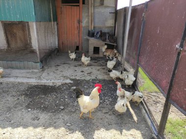 Çiftlikteki tarım kuşları