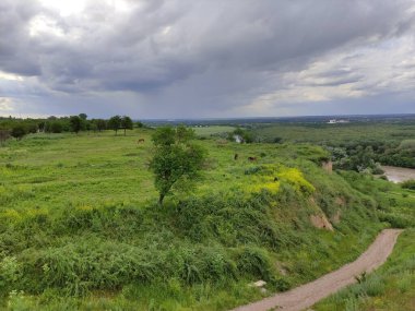 Atlar güzel dağ çayırlarında otlar.