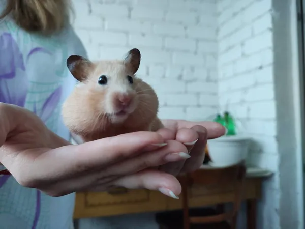 Hamster Sírio Senta Nas Mãos Femininas — Fotografia de Stock