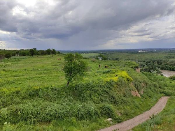 Atlar güzel dağ çayırlarında otlar.