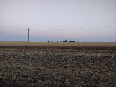 Elektrik direklerinin arka planına karşı buğday tarlası