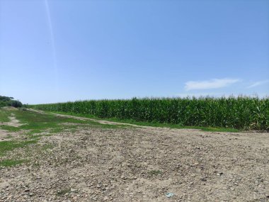 Corndield ve yakınlarda bir köy yolu