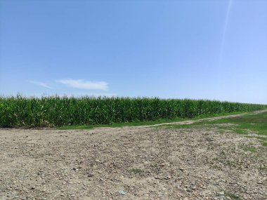 Corndield ve yakınlarda bir köy yolu