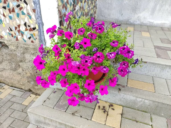 Evin Girişinin Önünde Petunya Çiçeği Var — Stok fotoğraf