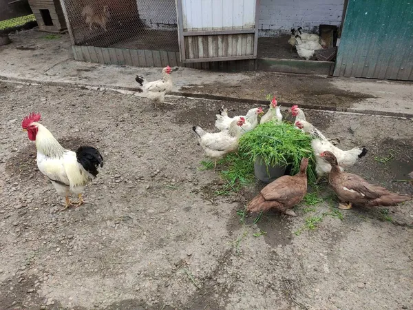 农业鸟类 农场庭院中的公鸡 母鸡和鸭 — 图库照片