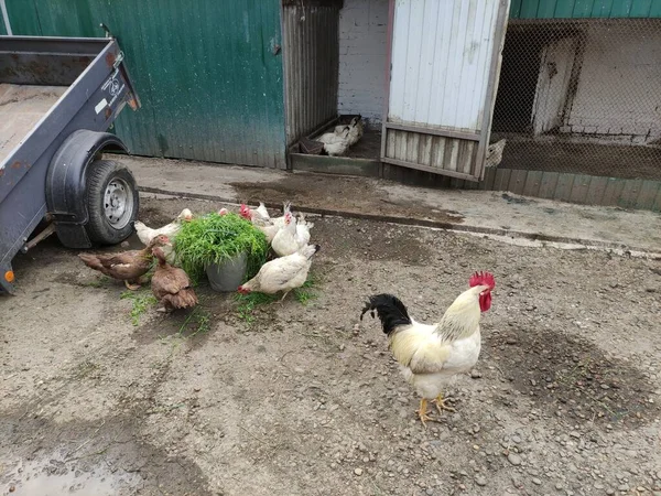 Mezőgazdasági Madarak Kakas Tyúk Kacsa Gazdaság Udvarán — Stock Fotó