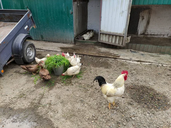 Landwirtschaftliche Vögel Hahn Hühner Und Enten Hof — Stockfoto