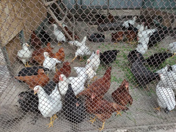 農場の庭の檻の中の鶏 — ストック写真