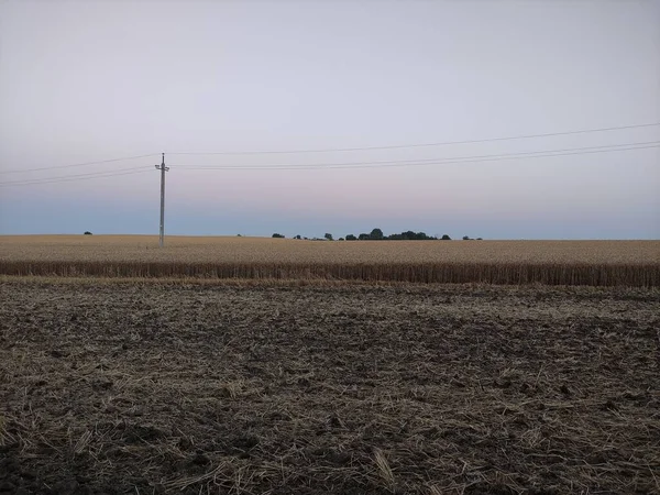 Вечірнє Пшеничне Поле Тлі Електричних Полюсів — стокове фото