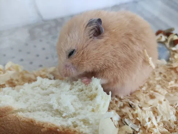 Orangefarbener Syrischer Hamster Isst Ein Brot — Stockfoto