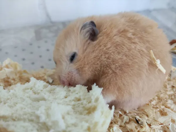 Oranje Syrische Hamster Eet Een Brood — Stockfoto
