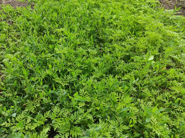 Bloeiende Ragweed Ambrosia Artemisiifolia Onkruid Ragweed Textuur Achtergrond — Stockfoto