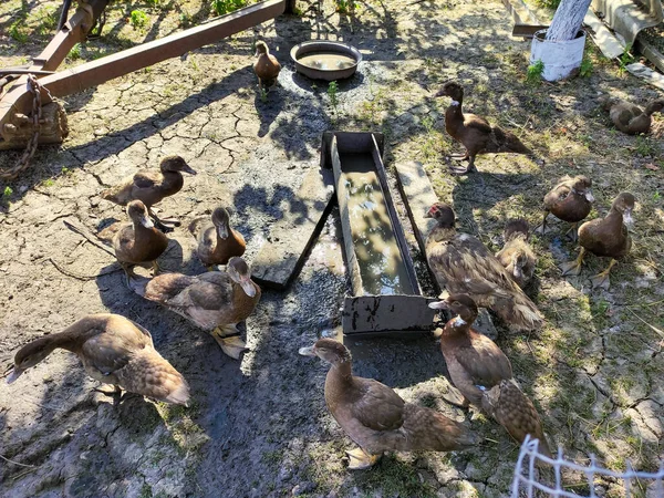 Ducks Farm Yard — Stock Photo, Image