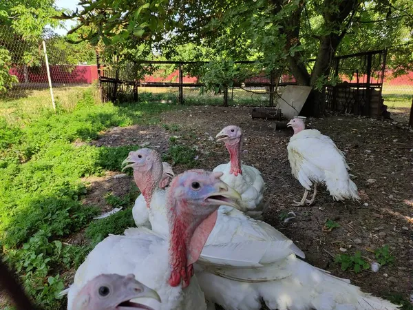 Turkeys walk around a paddock, view from behind bars