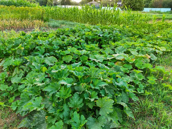 Zucchini Struiken Een Tuin — Stockfoto