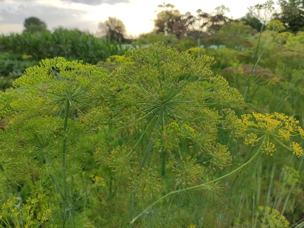 Large Flowers Dill Garden Close — Stock Photo, Image