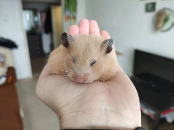 Hamster Sírio Dorme Nas Mãos Proprietário — Fotografia de Stock