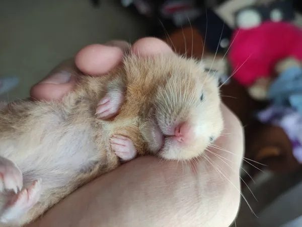 Hamster Sírio Dorme Nas Mãos Proprietário — Fotografia de Stock
