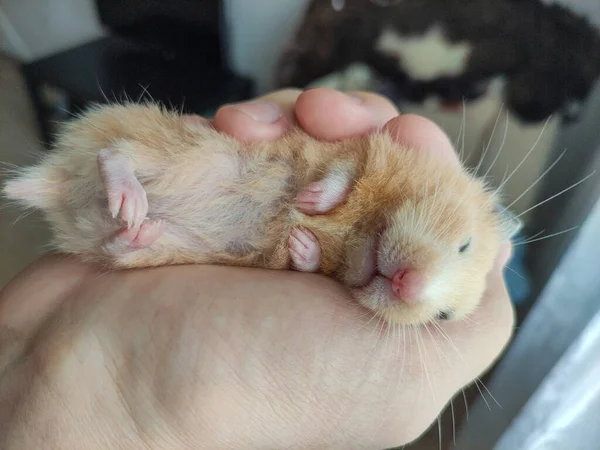 Syrian Hamster Sleeps Owner Hands — Stock Photo, Image