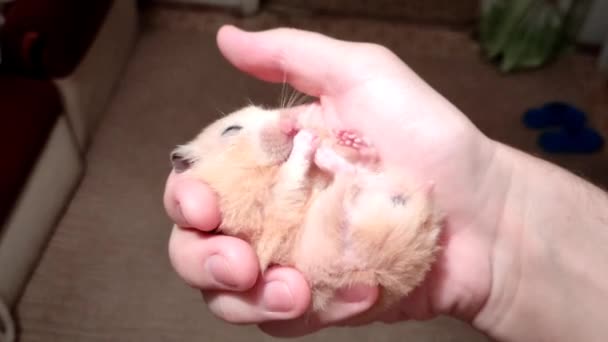 Hamster Iwashes Tangan Pemilik — Stok Video
