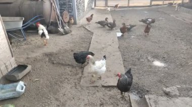 Tarım kuşları çiftlik avlusunda yürüyor, video