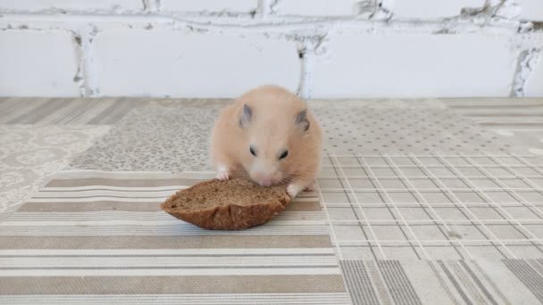 Hamster Eats Piece Bread Video — Stock Video