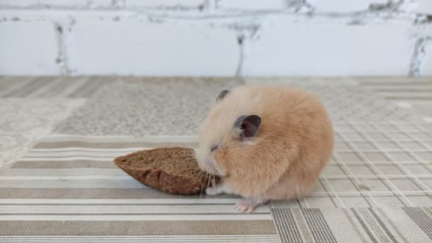 Hamster Come Pedaço Pão Close Vídeo — Vídeo de Stock