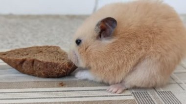 Hamster bir parça ekmek yiyor, yakın plan, 4K video.