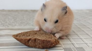 Hamster bir parça ekmek yiyor, 4K video.
