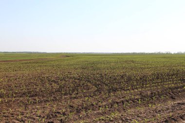 Küçük mısır filizleri olan tarım arazisi