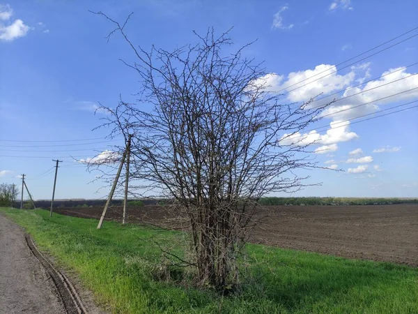 农田背景上的树 — 图库照片