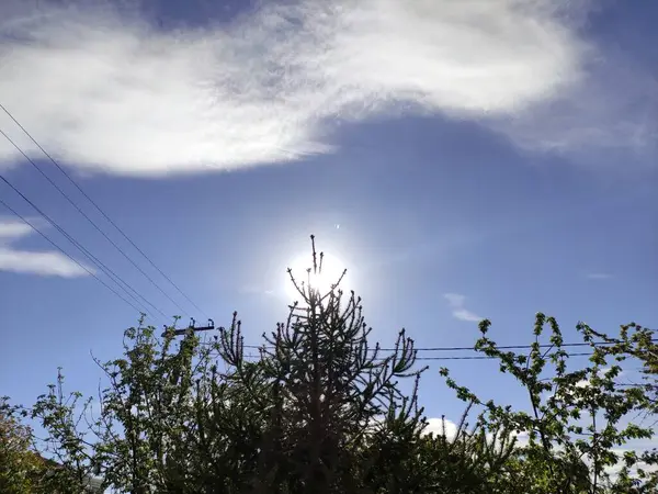 Firavun Ağacı Dalları Baharda Batan Güneşe Karşı — Stok fotoğraf