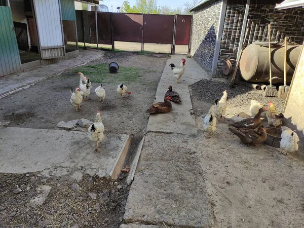 Kacsák Csirkék Gazdaság Udvarán — Stock Fotó
