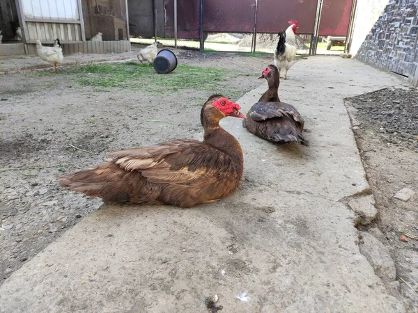 Großer Erpel Und Geflügel Auf Einem Bauernhof — Stockfoto