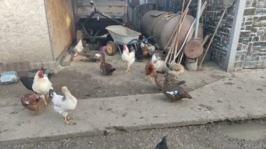 Tarımsal kuşlar çiftliğin etrafında dolaşıyor, video