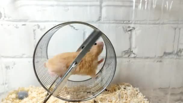 Tekerlekte Koşan Suriyeli Hamster Video — Stok video