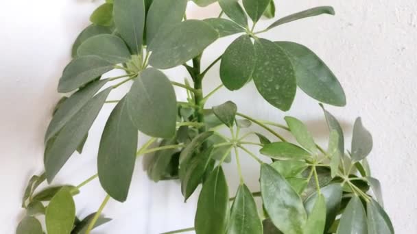 Kamera Bewegt Sich Entlang Der Großen Und Immergrünen Pflanze Schefflera — Stockvideo