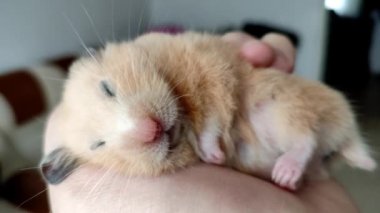 Suriyeli hamster sahibinin elinde uyur. 4K video