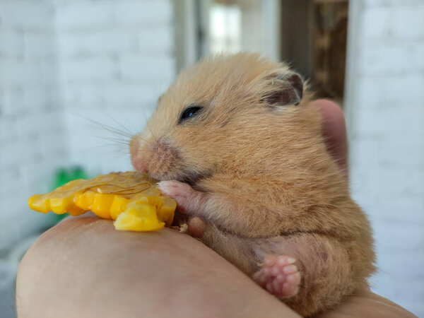 Fat hamster eats corn in a owner's hand