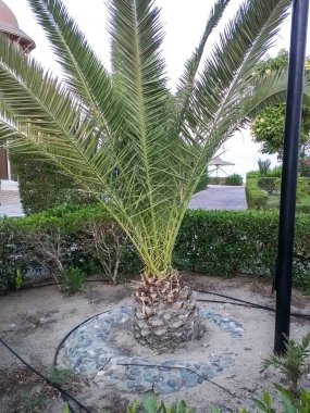 Otel bölgesinde peyzaj ve yeşil alanlar