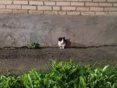 Kedi evde bir deliğe sıkıştı.