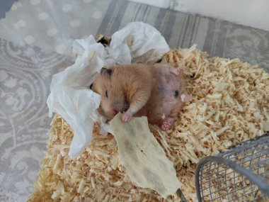 Uykulu hamster sırt üstü uzan ve gözleri kapalı ye.