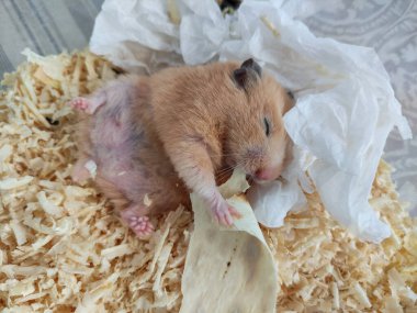 Uykulu hamster sırt üstü uzan ve gözleri kapalı ye.