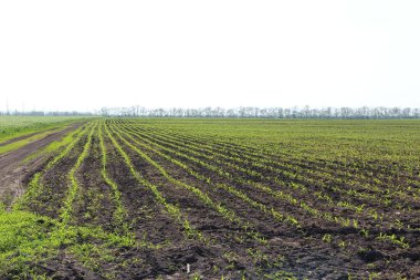 Küçük mısır filizleri olan tarım arazisi